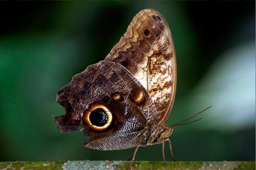 Mariposas en Costa Rica